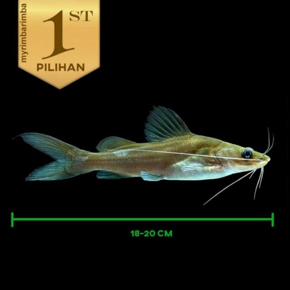 Mystus Nigriceps Catfish Ikan Hias Predator HIasan Aquarium Aquascape