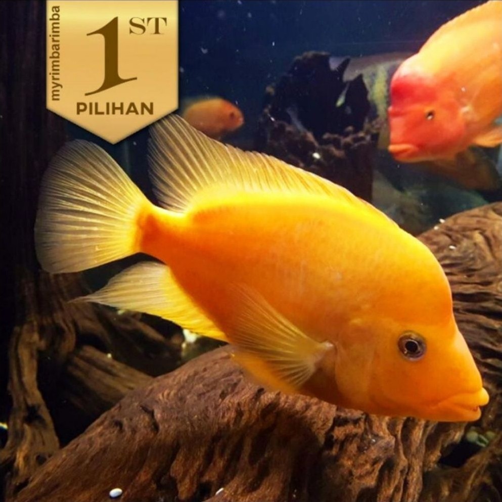 Red Devil Cichlid Ikan Hias Predator Hiasan Aquarium Tanaman Aquascape