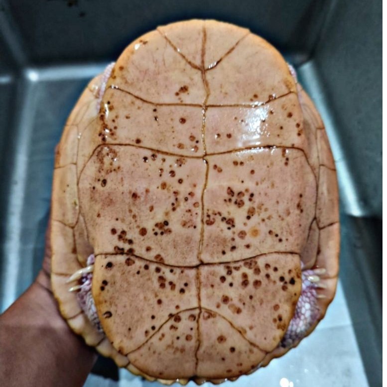Makanan Pakan Pelet Ikan Kura Kura Brazil Al Bino Res Bino Indukan Betina Red Ear Slider Turtle Ukur