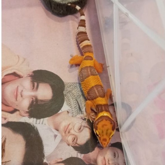 Gecko Baby Tremper Warna Terang