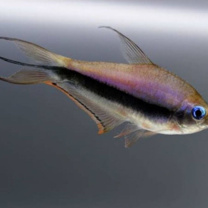 Emperor/Kaisar Tetra