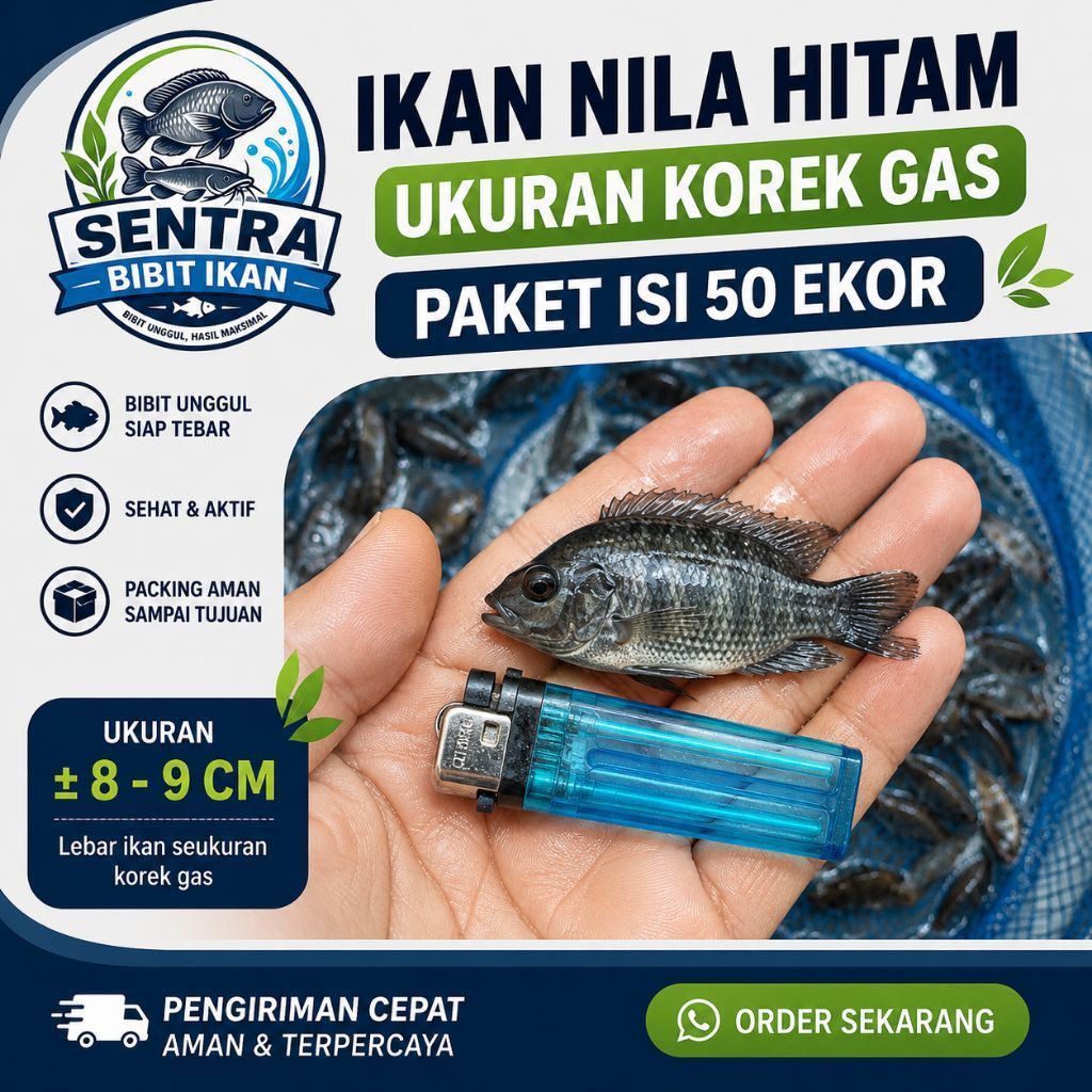 Bibit Ikan Nila Hitam Paket 50 ekor - Nila Hitam ukuran korek gas - Bibit Ikan Nila - Bibit Ikan