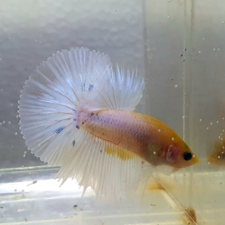 cupang halfmoon fancy ws yellow realpict