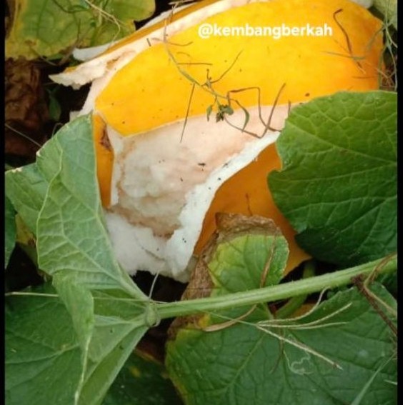 Buah Timun Suri Mateng Kuning / Putih | Timun Suri Segar 1 Buah