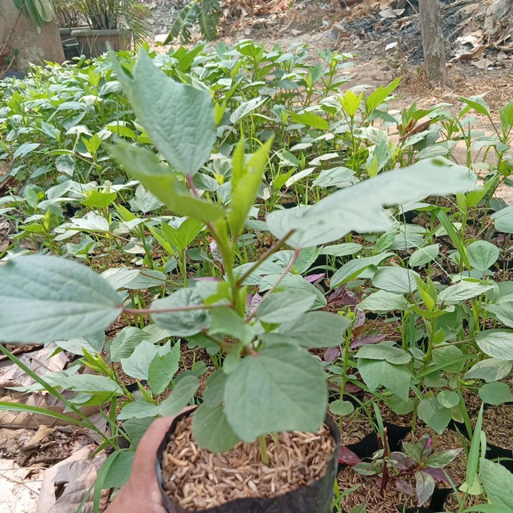 Bibit Tanaman Rosela herbal bunga rosela