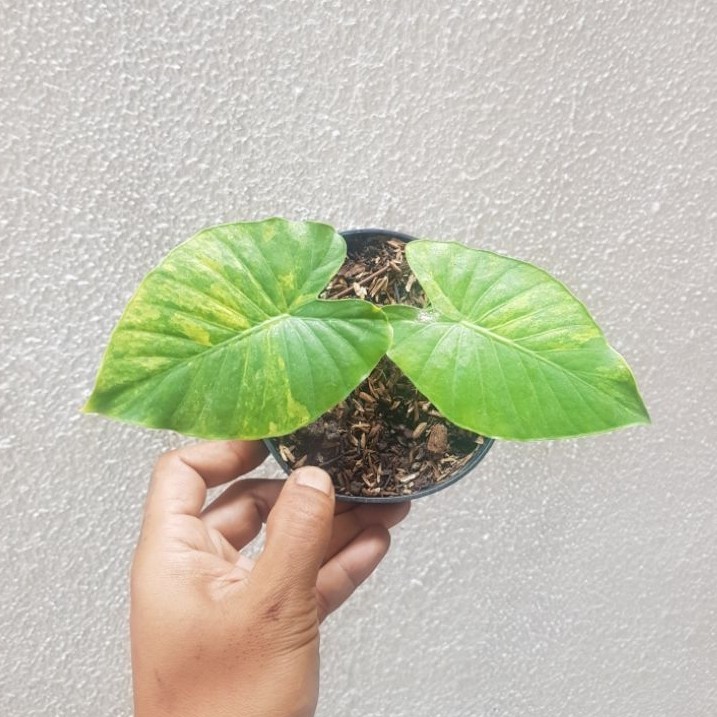 alocasia gageana variegata