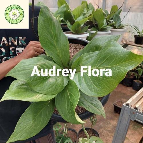Tanaman Hias Anthurium Jemani Jumbo - Anthurium Jumbo