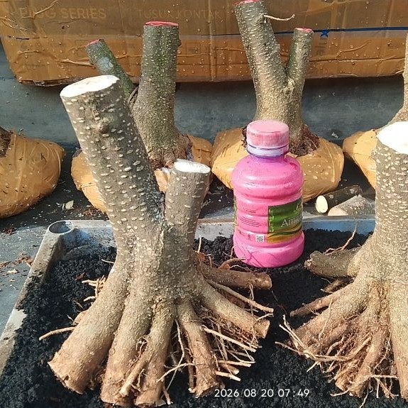 bahan bonsai anting putri prokar