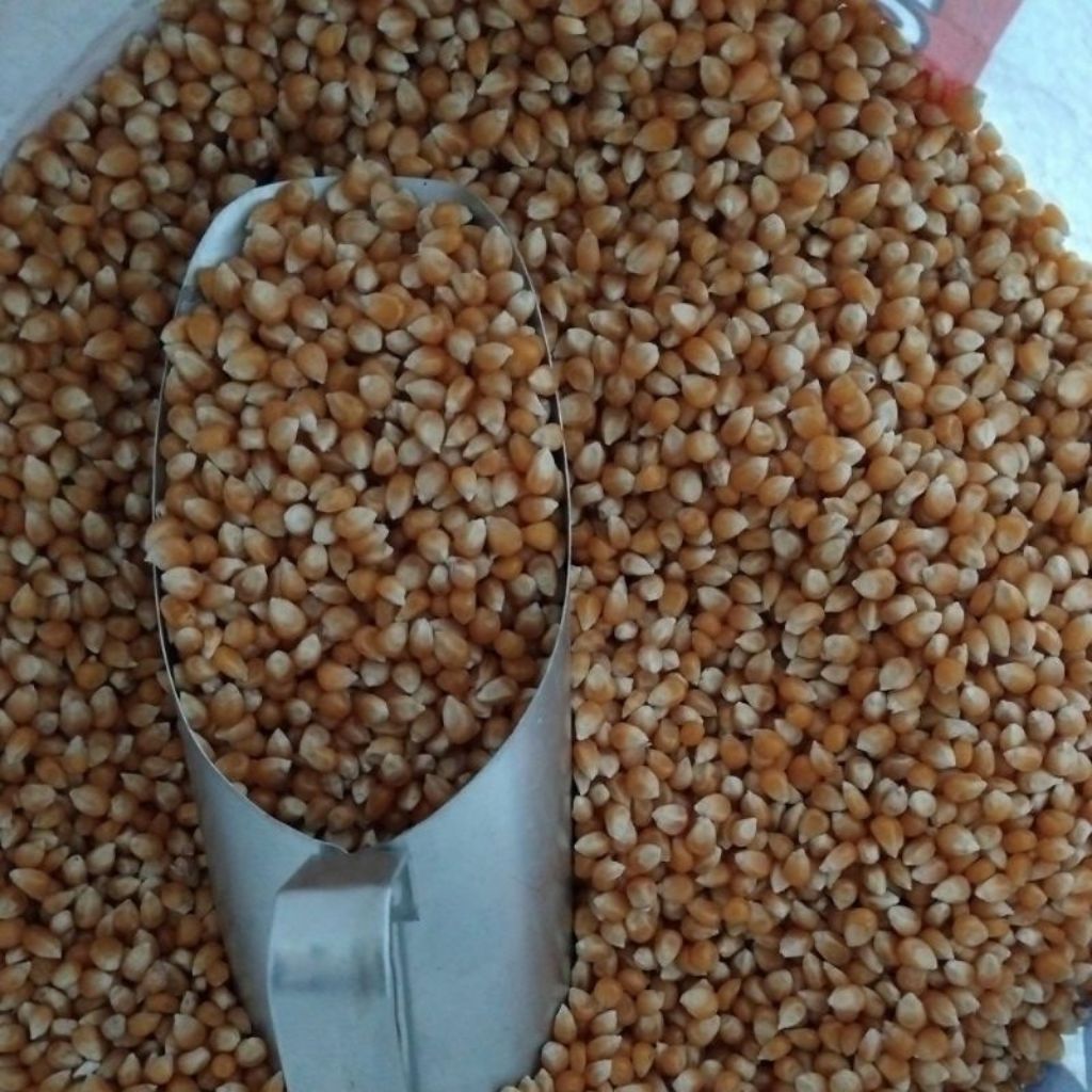 jagung pop corn / jagung pop cron / 1 karung popcorn