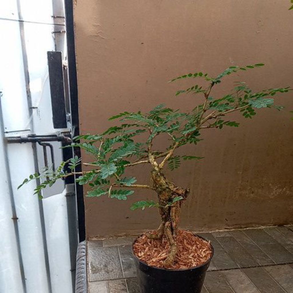 Bonsai Asem Saraf