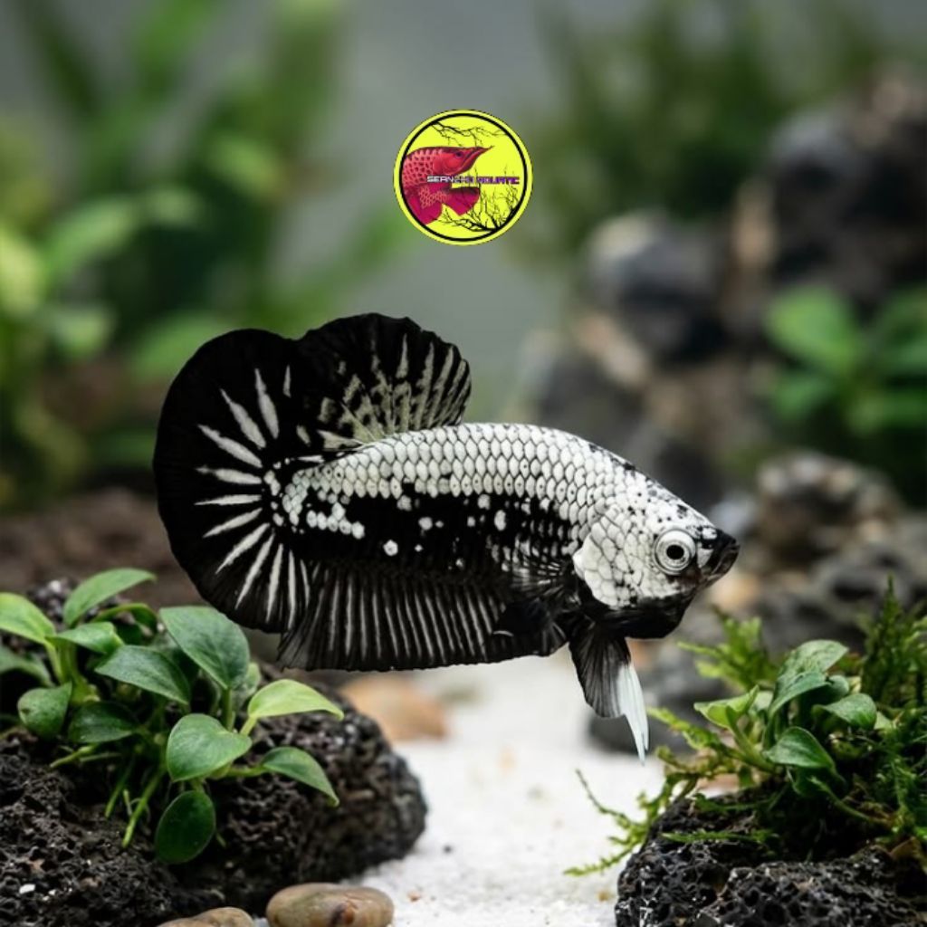 Ikan cupang black mamba