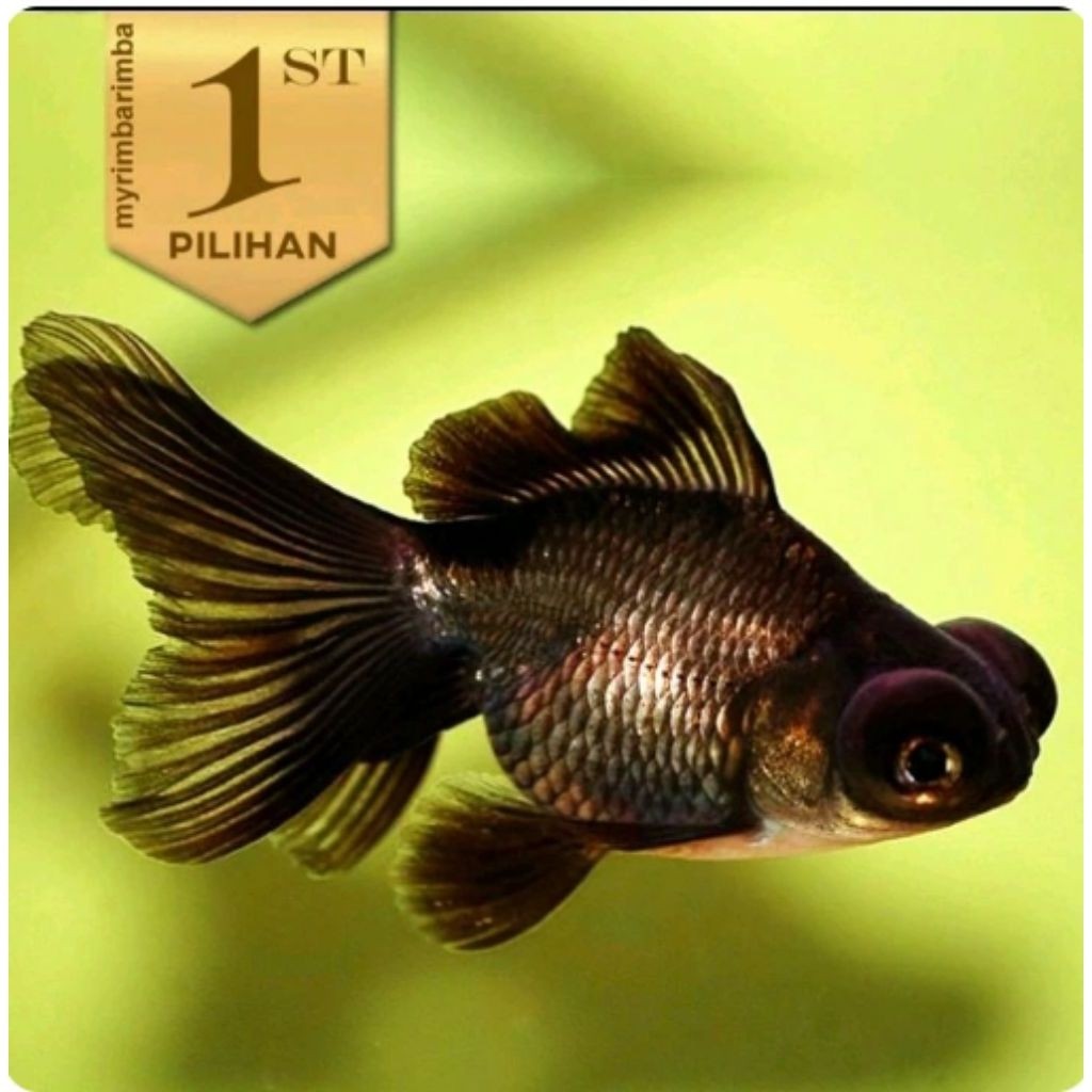 Ikan Hias Mas Koki Buldog Hitam Hiasan Aquarium Tanaman Air/ Kolam