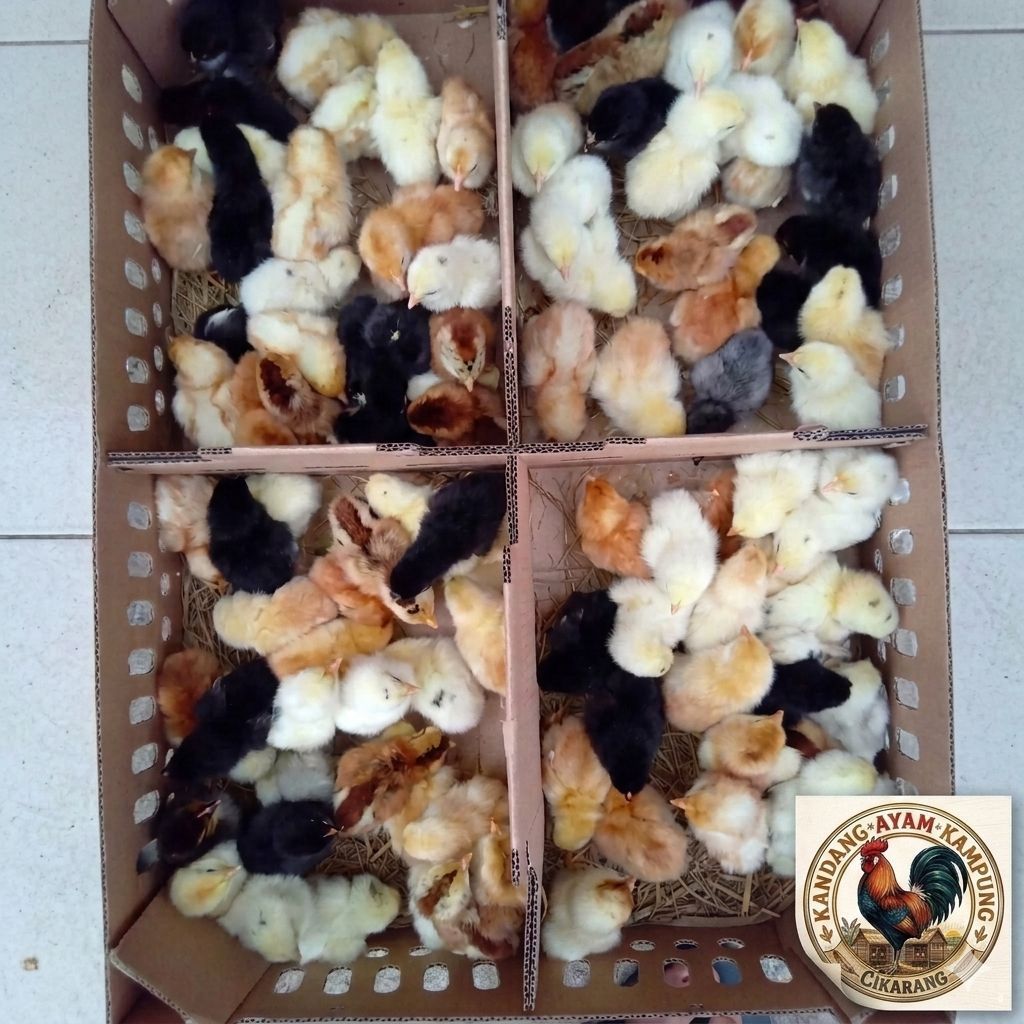 DOC KUB 2 Janaka. usia 2-7hari. Anak ayam Kampung unggul.
