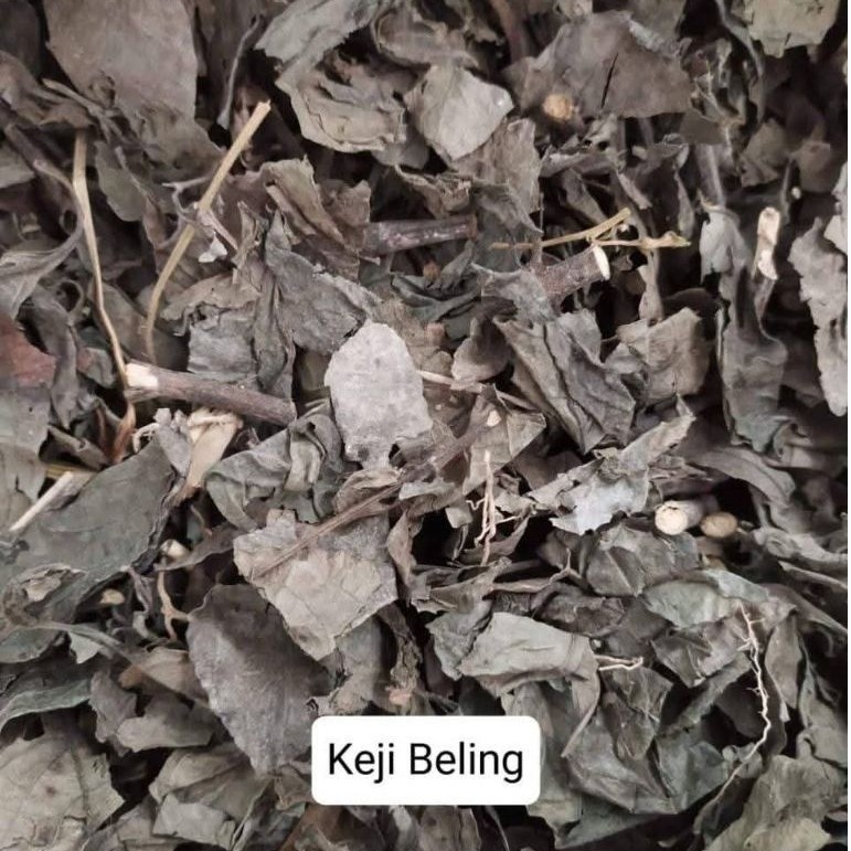 Bubuk Daun Keji Beling 100g | Serbuk Keji Beling Herbal | Daun Keji Beling Kering