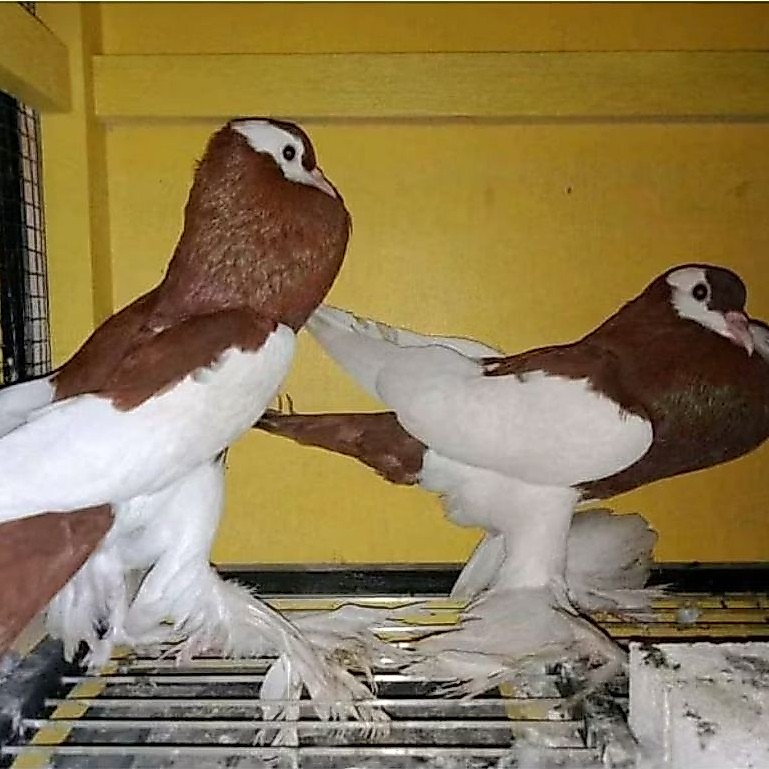 Merpati hias merpati riverswing sepasang