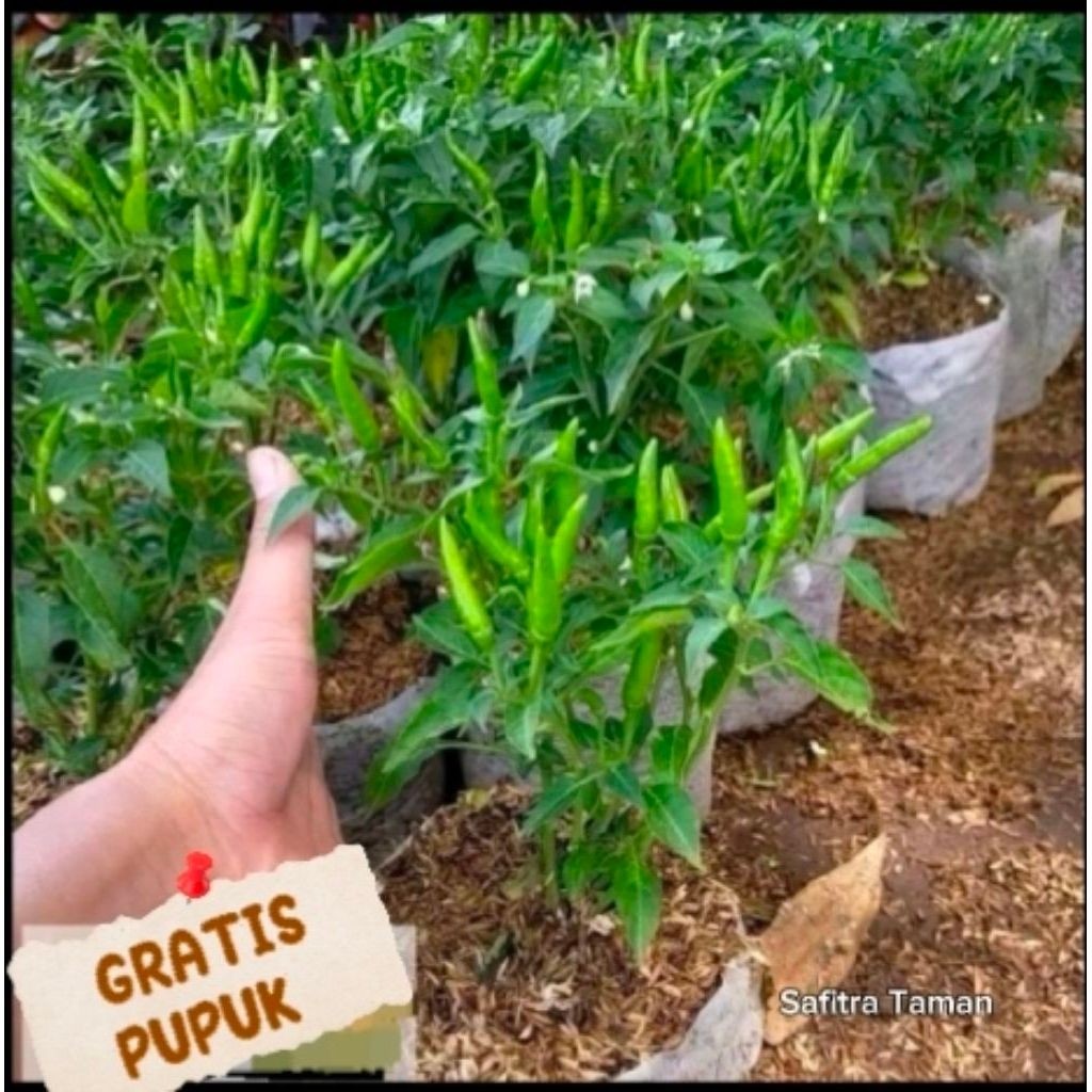 Tanaman Bibit Cabe Rawit Hijau Setan Sudah Berbuah Unggulan / Cabe Tanam Dalam pot