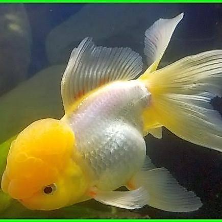 Ikan Hias Mas Koki Jambul / Yellow Cap #Gratisongkir