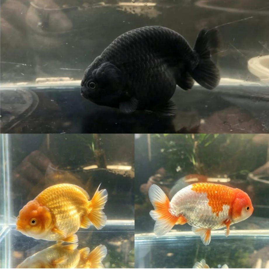 Ikan Koki Ranchu / Goldfish Ranchu Size 12Cm