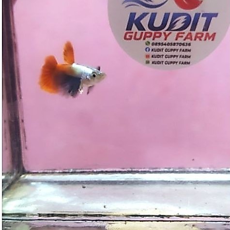 Guppy platinum red tail dumbo ear