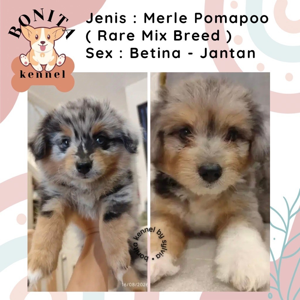 Merle Pomapoo Mini Pom Mix Poodle Silver White Anjing Pom Mix Poodle