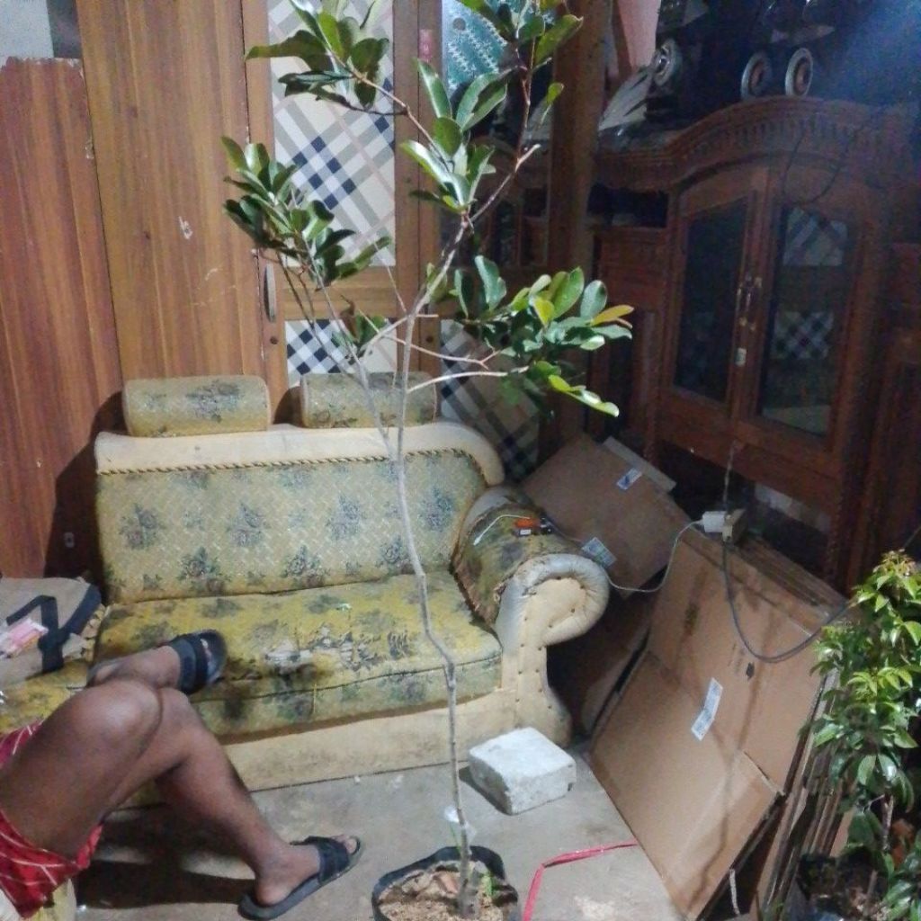 Bibit Duwet Hitam/ Putih Siap berbuah Valid