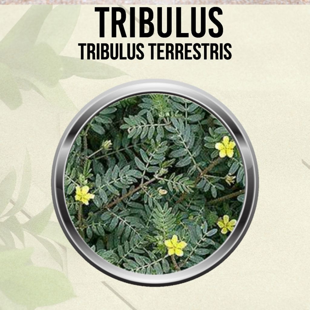 Kapsul TRIBULUS 100/200/300 pcs Untuk Meningkatkan Hormon dan Kesuburan Pria/Wanita