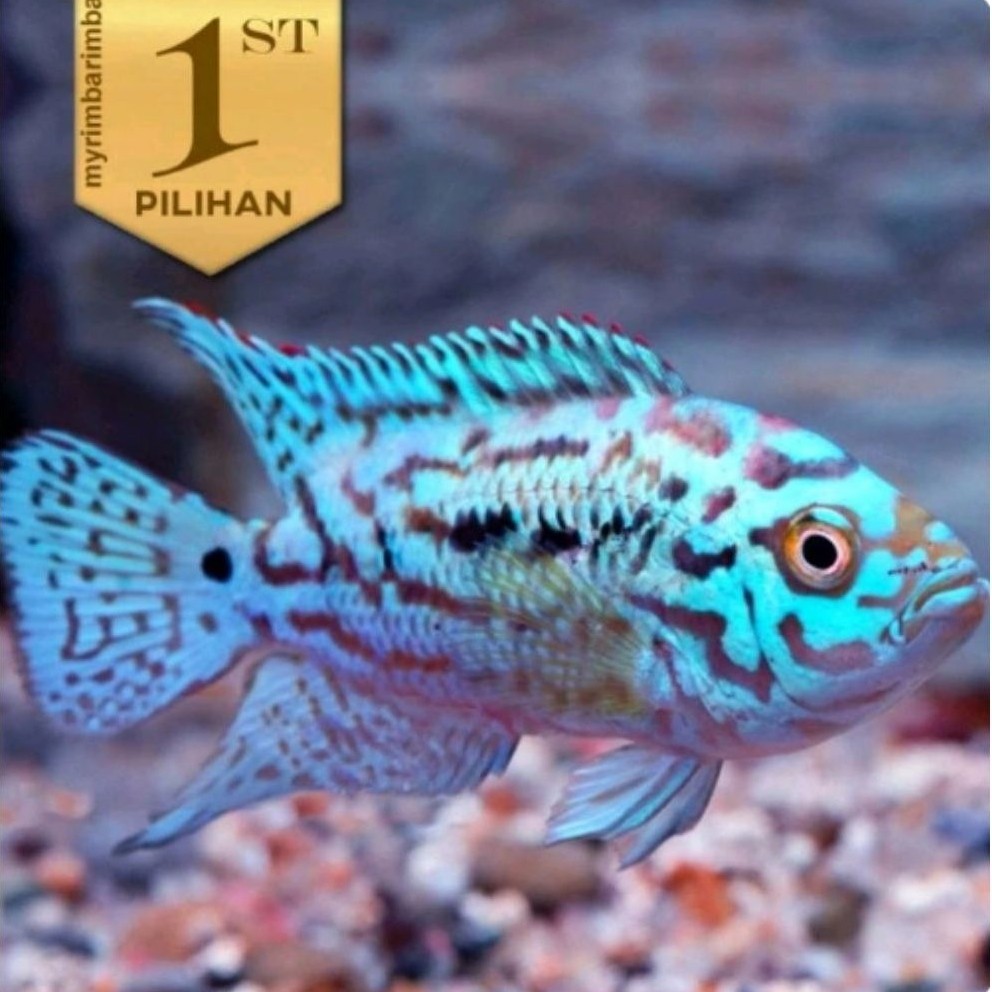Electric Blue Jack Dempsey (EBJD) Ikan Hias Cichlid Hiasan Aquarium