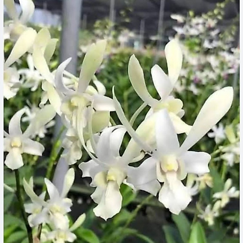 Den.RBT. ( white rabit ,) ,/ Caesar white