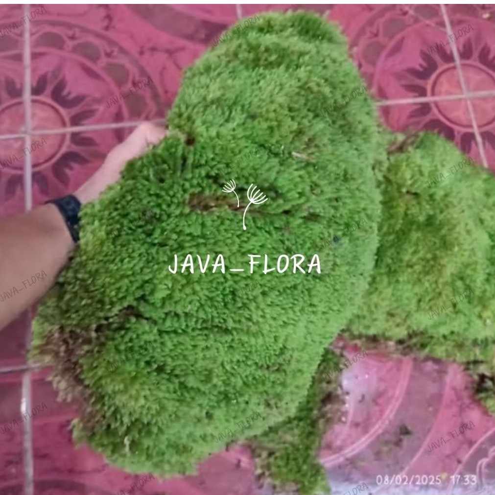 Media Tanam lumut hidup / Spaghnum moss / lumut pinus / moss 1kg