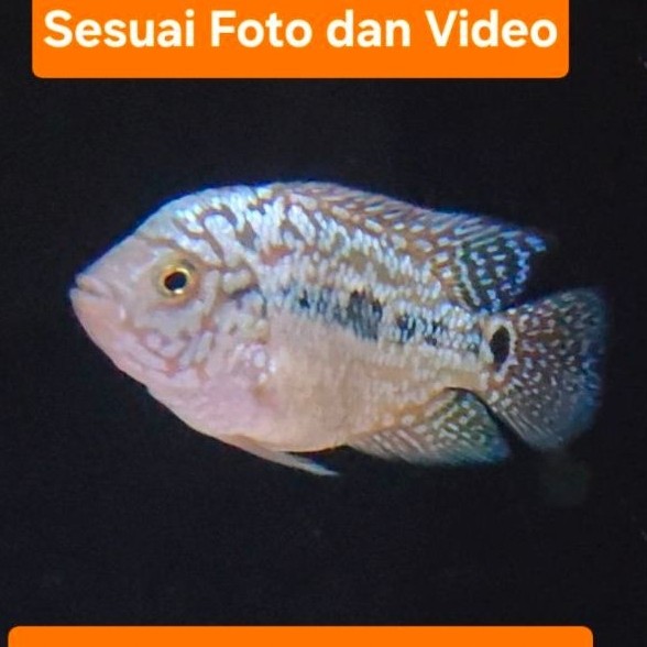 ikan Louhan Kamfa F2 Thailand size ± 5cm