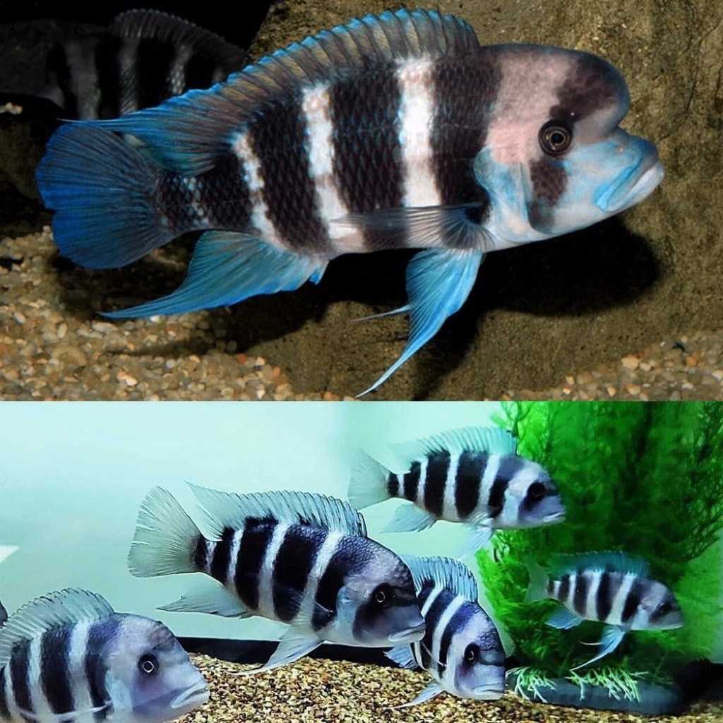 Cichlid frontosa burundi biru cakep