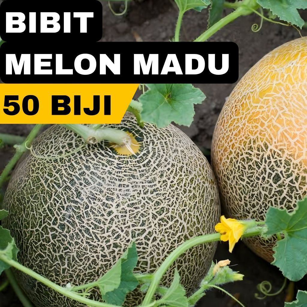 Bibit Benih Melon Madu Manis isi 50 / Benih Melon Madu Manis / Biji Melon Madu Manis