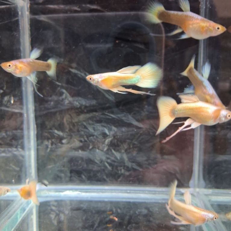 Ikan Guppy Full Gold Ribon indukan sepasang