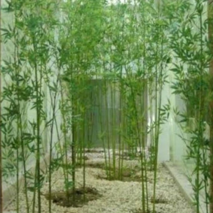 bibit bambu jepang 5 bibit