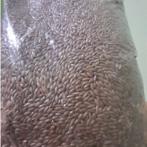 canary seed