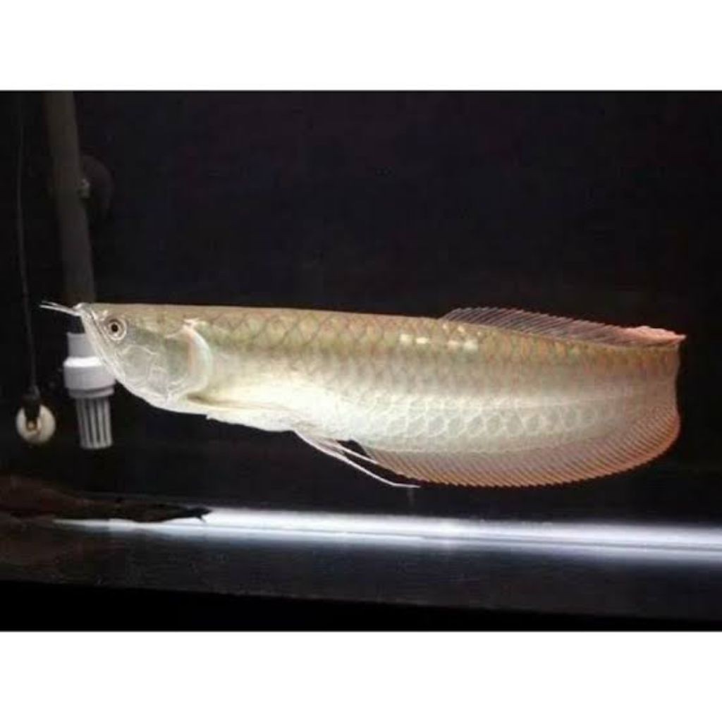silver red arowana 25-26cm