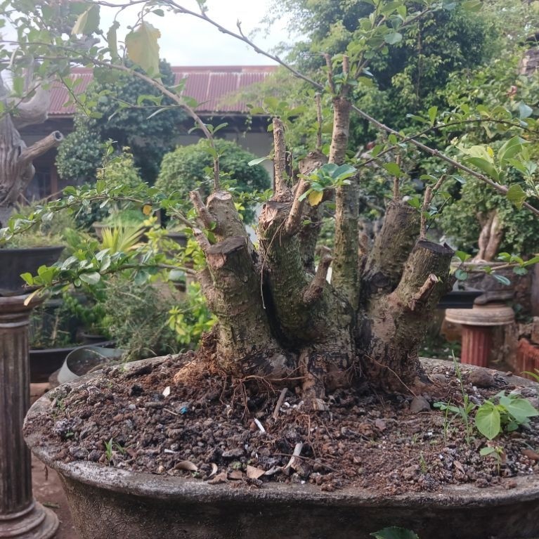 Hokiantea bunga bahan bonsai berkarakter jumbo