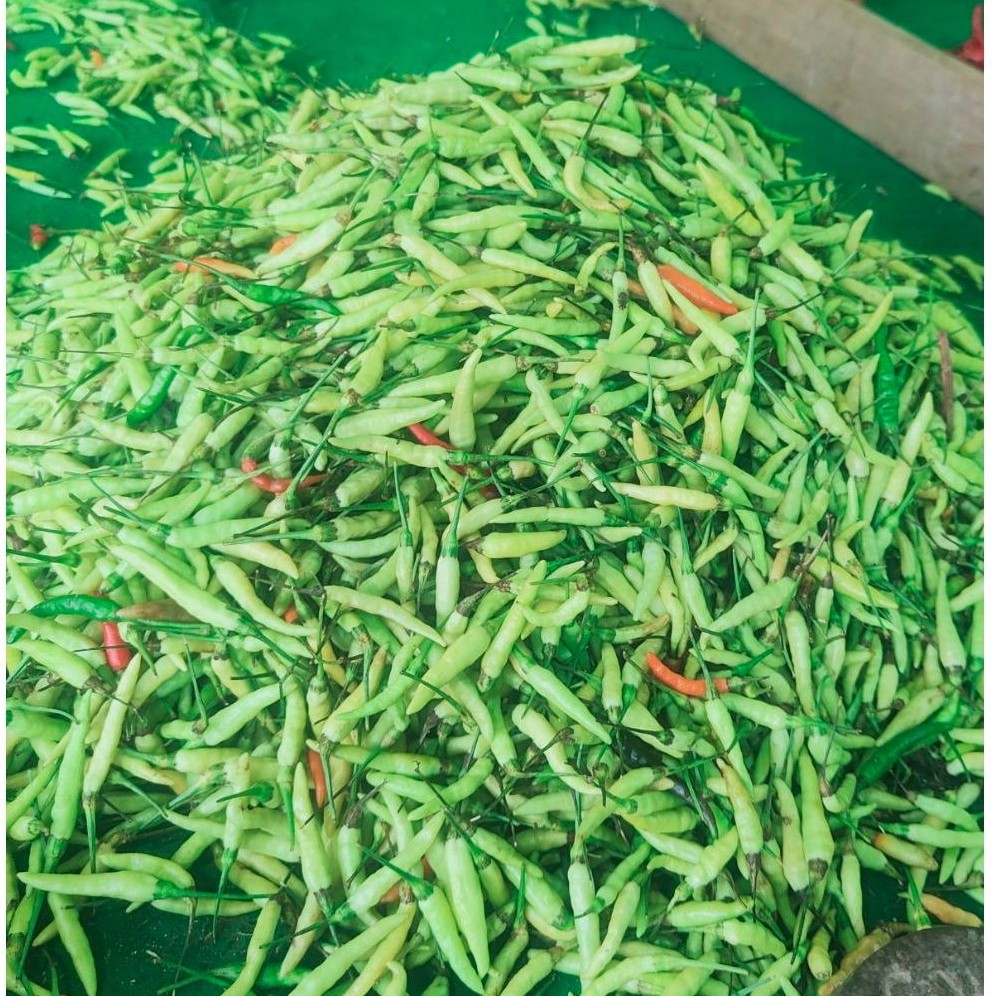 Cabe tiung hijau pedas