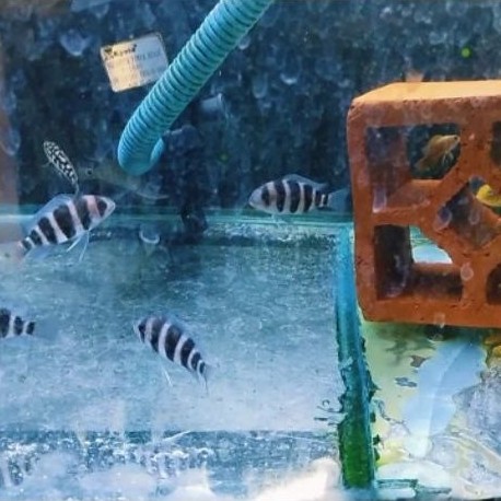frontosa burundi cichlid