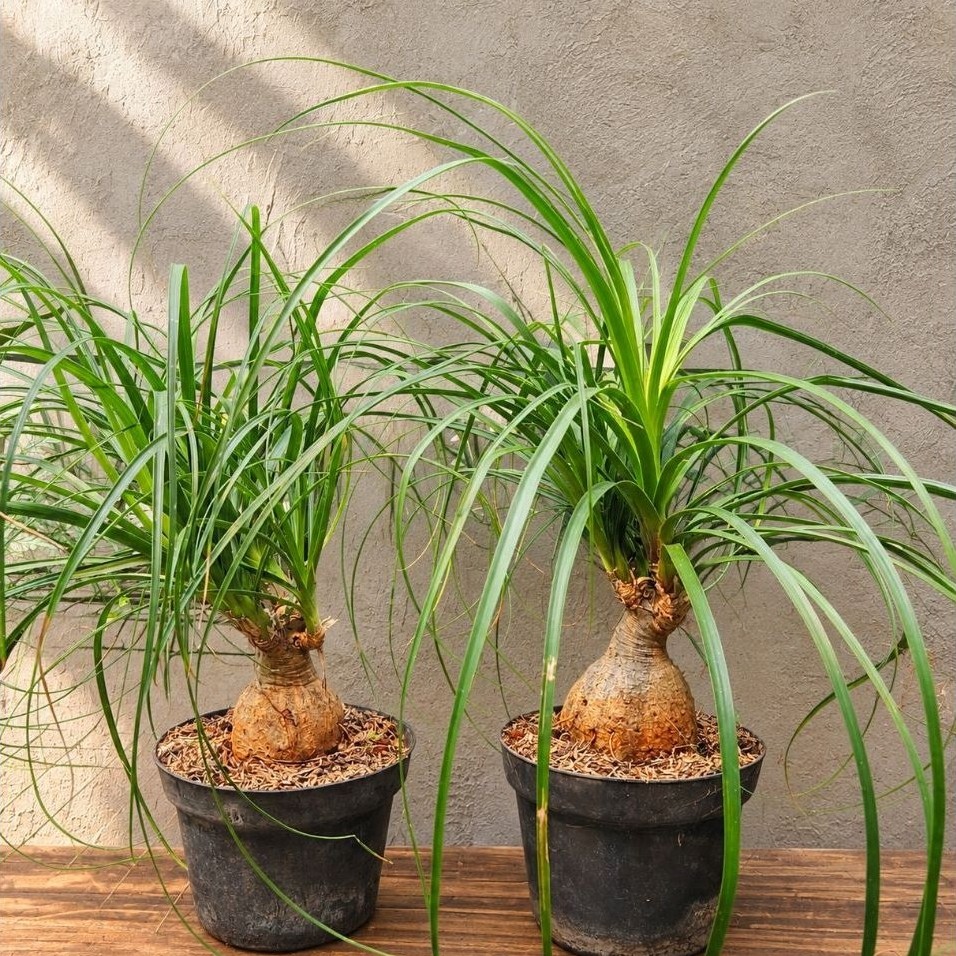 Palem Nolina / Palem Ekor Kuda / Ponytail Palm