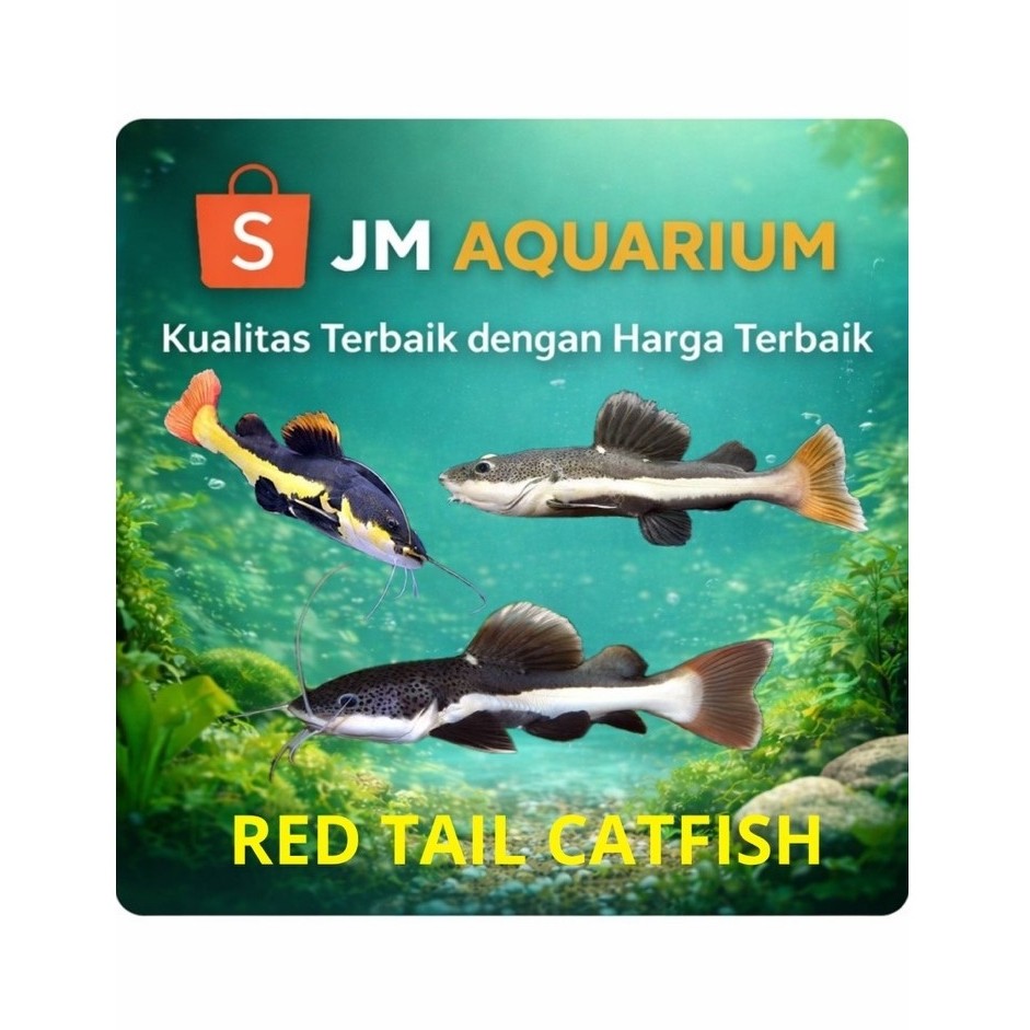 Ikan RTC (red tail catfish)