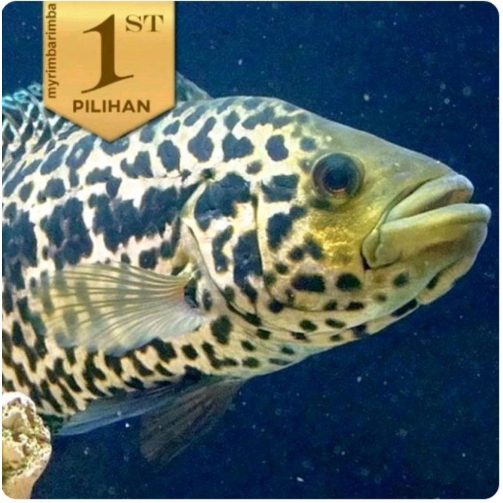 Jaguar Cichlid Managuense Ikan HIas Aquascape Hiasan Aquarium Tanaman