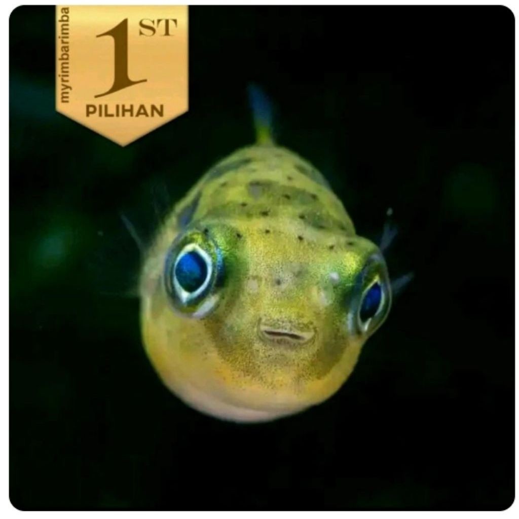 Baby Fahaka Puffer Fish Ikan Hias Buntal Aquascape Hiasan Aquarium