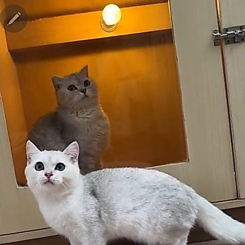 BSH silver jantan
