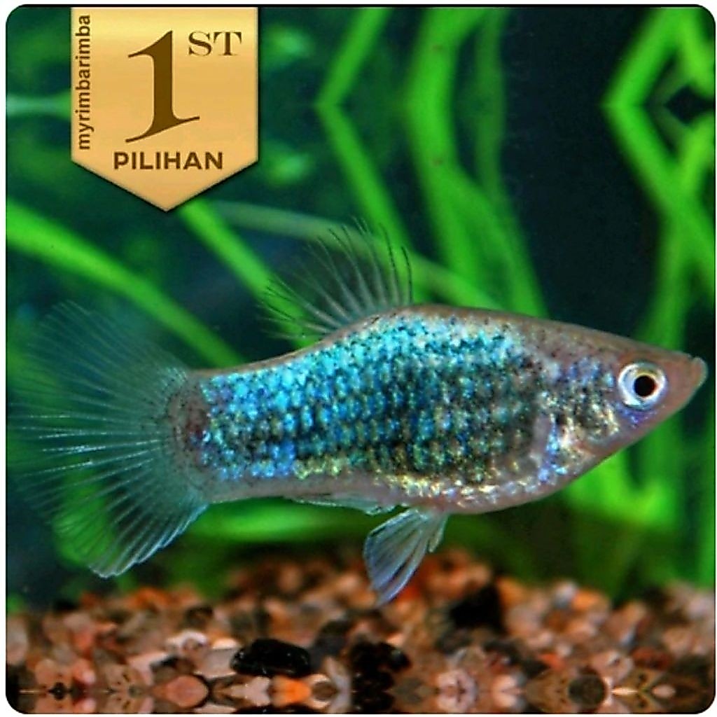 Blue Metalic Platy Ikan Hias Aquascape Hiasan Aquarium Tanaman Air