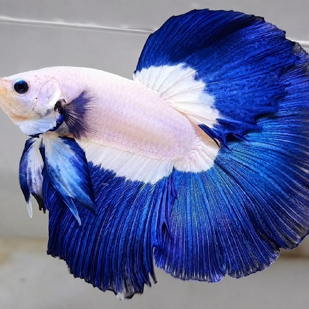Hiasan Halfmoon Blue Rim Ekor Luas