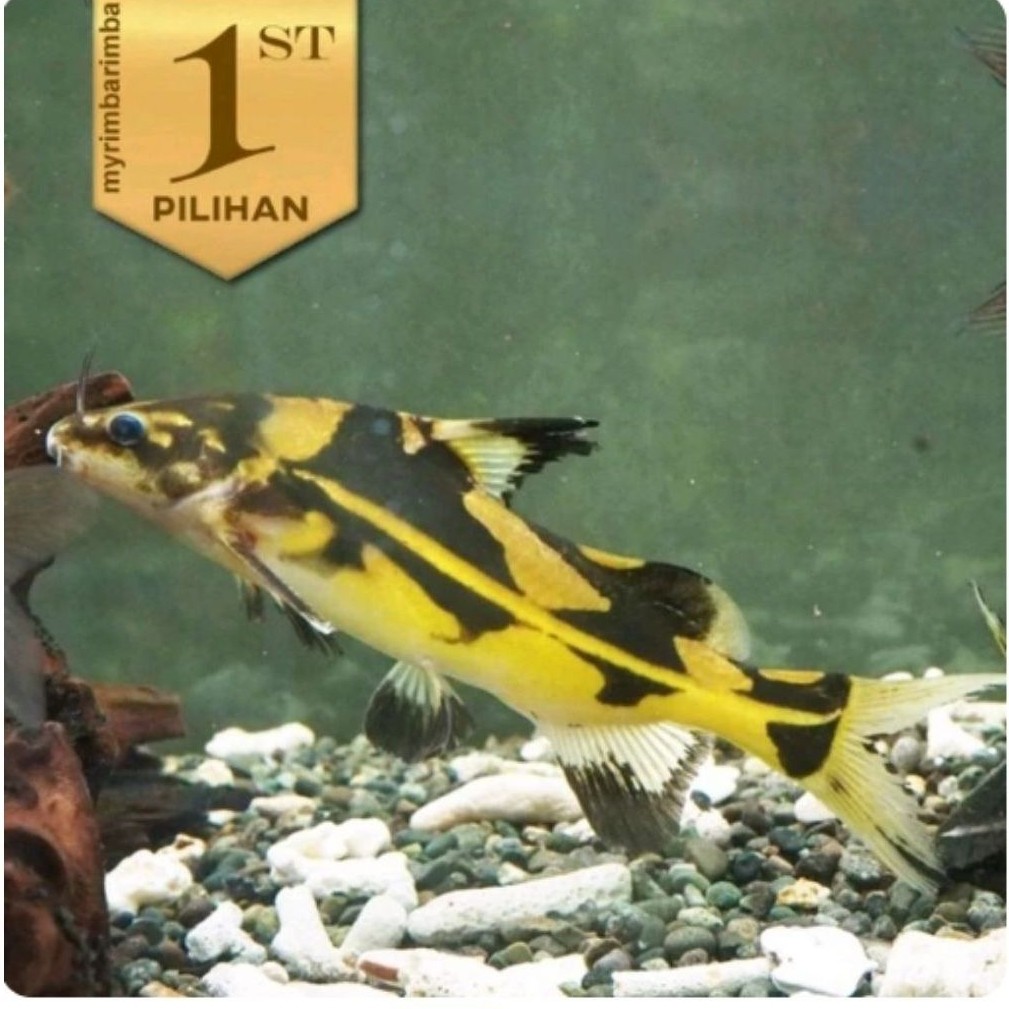 Marble Lancer Catfish Ikan Hias Aquascape Hiasan Dekorasi Aquarium