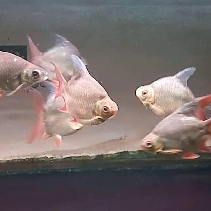 ikan kaviat ukuran ( 10-12cm ) hijau SB short body tankmate predator