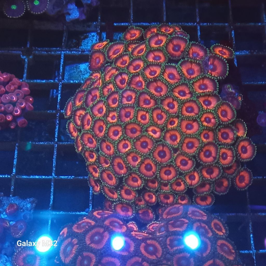 zoa koloni WYSIWYG 11
