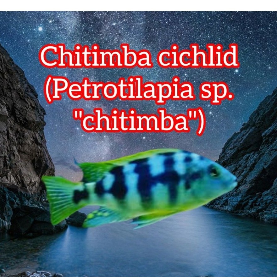 Chitimba Cichlid (Petrotilapia Chitimba Bay Mbuna Lake Malawi)